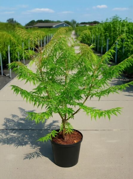 Rhus typhina 'Dissecta' (Farnwedel-Sumach) im C20-Topf, 100–125 cm, mit fein geschlitzten grünen Blättern