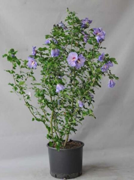 Garten-Eibisch 'Blue Bird' / Strauch-Eibisch 'Blue Bird' / Garten-Eibisch 'Blue Bird' / Strauch-Eibisch 'Blue Bird'