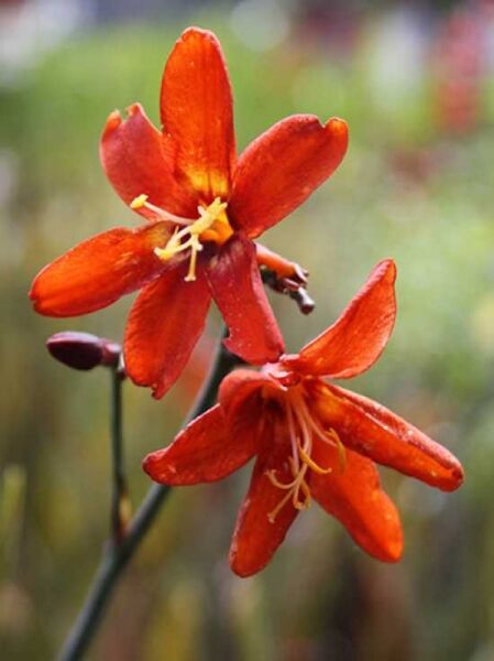 Crocosmia x crocosmiiflora 'Babylon' / Garten-Montbretie 'Babylon'