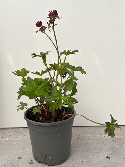 Große Sterndolde 'Moulin Rouge ®' - Astrantia major 'Moulin Rouge ®'