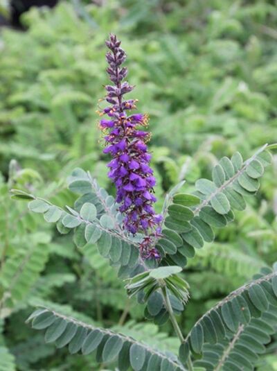 Bleiwurz / Bleibusch / Bastardindigo / Bleiwurz / Bleibusch / Bastardindigo