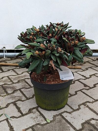 Rhododendron Hybride 'Pink Rosev' (Wine & Roses) / Rhododendron 'Pink Rosev' 30-40 cm C5 im Topf, kompakter Strauch mit Knospen