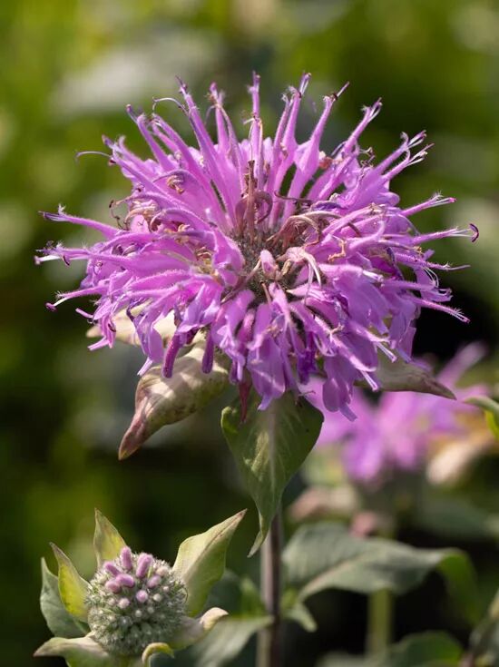 Niedrige Indianernessel / Monarda fistulosa var. Menthifolia Pummel