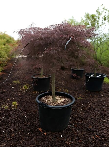 Fächer-Ahorn Acer palmatum 'Tamukeyama', 80 cm Stamm, C90, im schwarzen Pflanztopf mit überhängendem, fein geschlitztem Laub.
