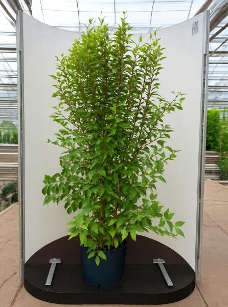 Hoheria ‚Stardust' (Hoheria sexstylosa 'Stardust') 125-150 cm C20, mehrstämmiger Strauch im Container mit grünem Laub.