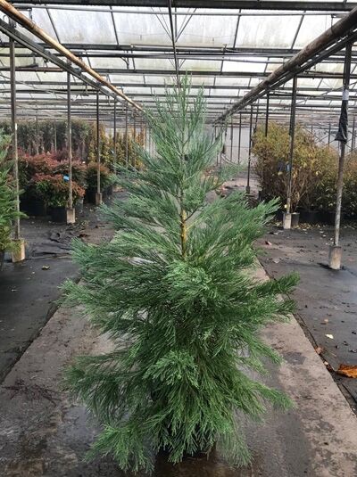Sequoiadendron giganteum / Mammutbaum / Bergmammutbaum
