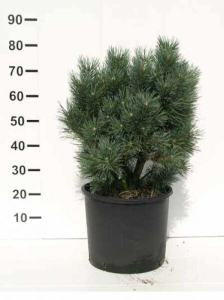 Pinus sylvestris 'Watereri' / Strauch-Wald-Kiefer 40-50 cm C7, kompakter Nadelstrauch im schwarzen Topf