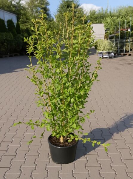 Garten-Eibisch Hibiscus syriacus 'Purple Ruffles' im Topf C35, 150–175 cm, mehrtriebiger Strauch mit grünem Laub