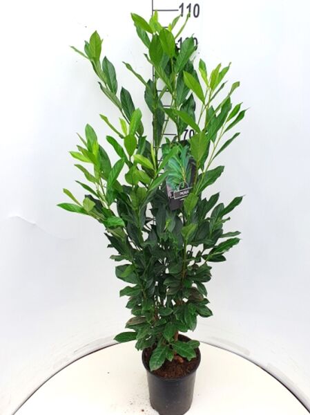 Prunus laurocerasus 'Elly' / Kirschlorbeer 'Elly' 80-100 cm C5, aufrecht wachsender Strauch im Topf mit grünen Blättern.