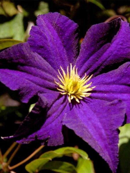 Waldrebe 'Negritjanka' / Clematis 'Negritjanka'
