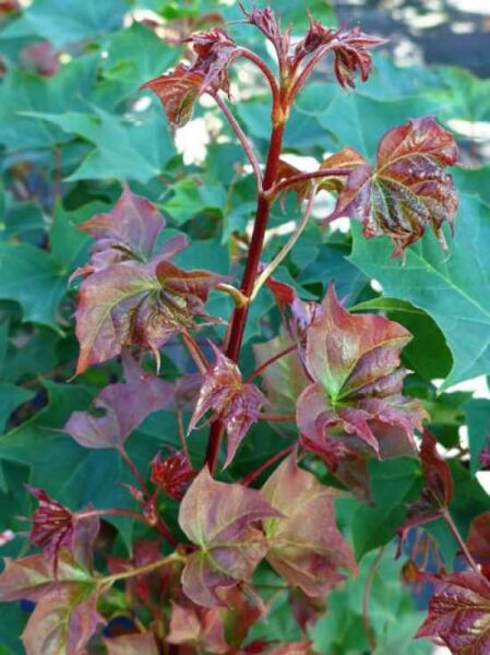 Kompakter Ahorn 'Ample Surprise' / Kompakter Ahorn 'Ample Surprise'