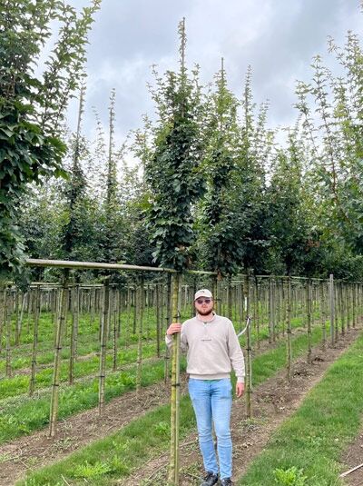 Säulen-Feld-Ahorn Acer campestre 'Green Column' Hochstamm 12-14 StU mit Drahtballen, schlanke säulenförmige Krone im Feldbestand