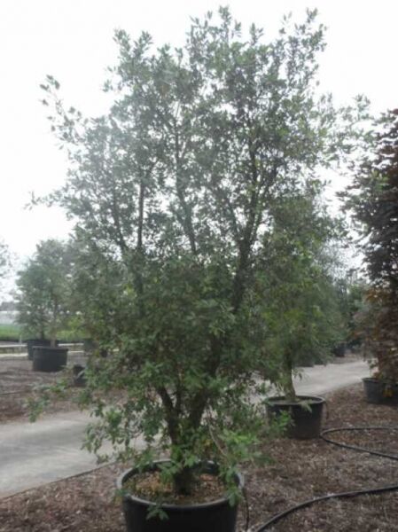 Kork-Eiche / Pantoffelbaum / Kork-Eiche / Pantoffelbaum