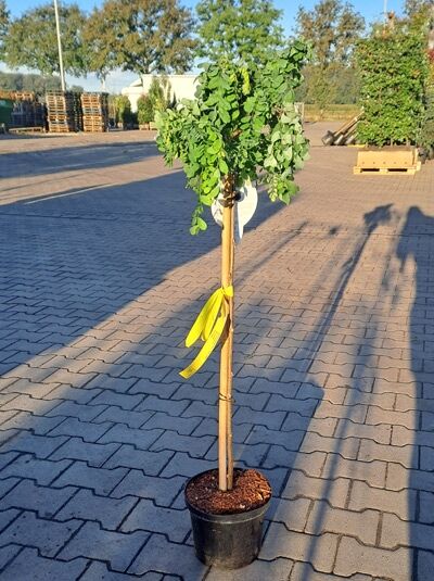 Zwerg-Korkenzieher-Robinie / Zwerg-Korkenzieher-Robinie