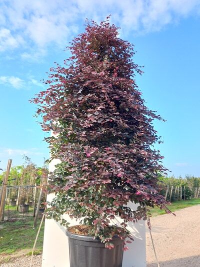 Loropetalum chinense 'Fire Dance' / Riemenblüte 'Fire Dance', Solitärstrauch im Container, 250–300 cm, C80, dunkelrotes Laub