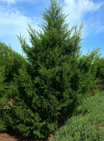 Juniperus virginiana 'Canaertii' – Säulenförmiger Zypressen-Wacholder 'Canaertii' als immergrüner Nadelstrauch im Garten.