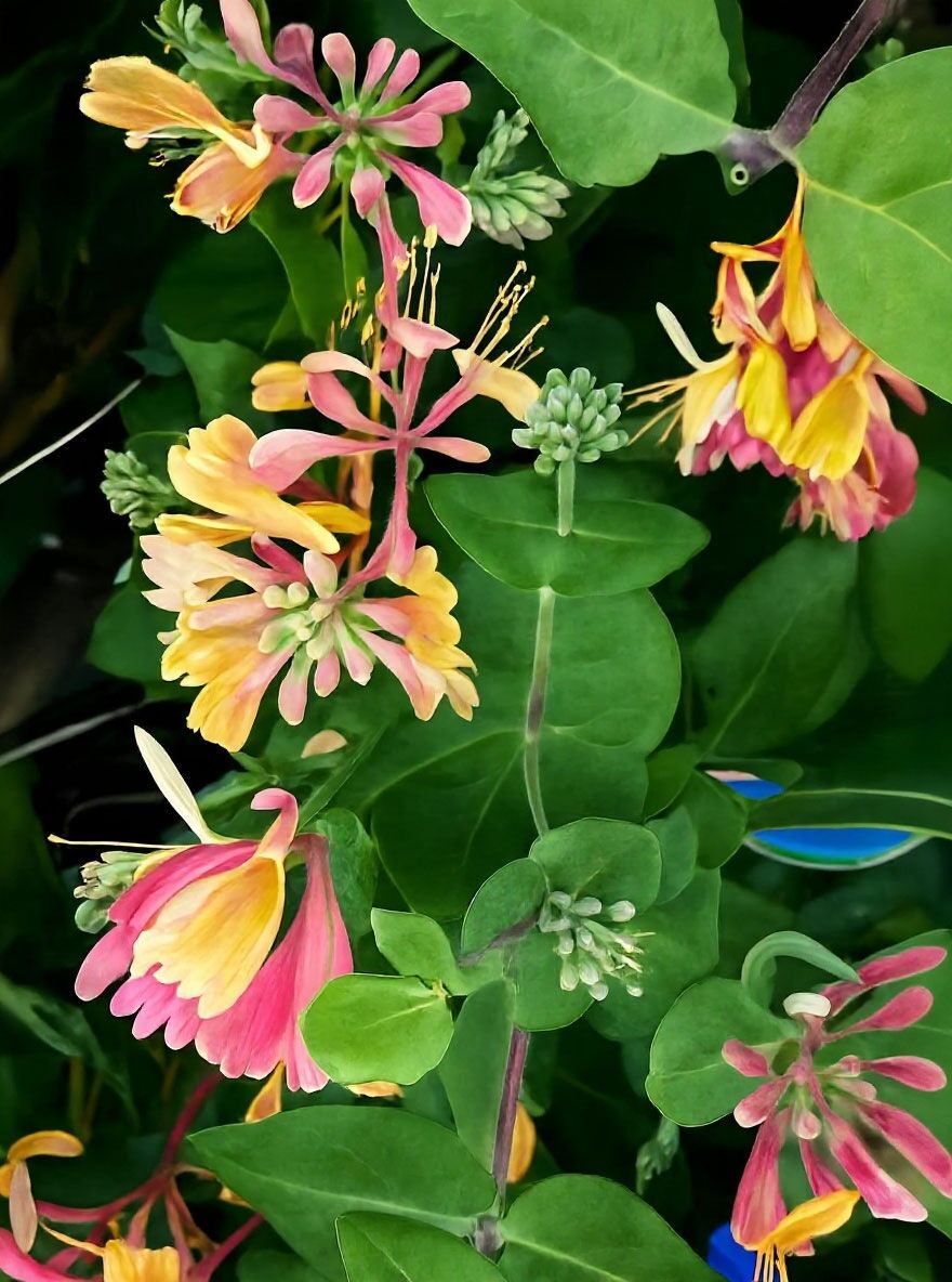 Geischlinge 'Goldflame' - Lonicera heckrottii 'Goldflame' - Baumschule  NewGarden