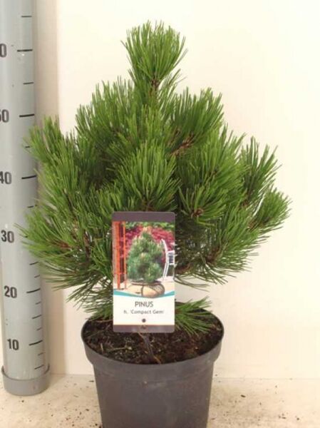 Pinus heldreichii 'Compact Gem' (Kompakte Schlangenhautkiefer), buschiger Nadelbaum im Topf, 30-40 cm, C5