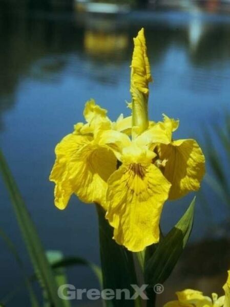 Iris pseudacorus / Gelbe Sumpf-Schwertlilie