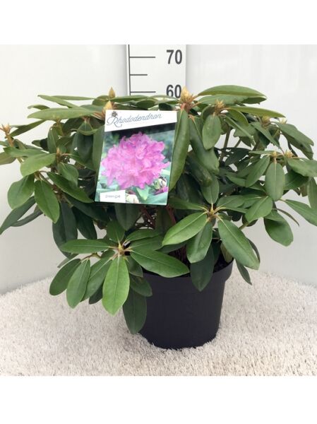 Rhododendron catawbiense 'Boursault' (Rhododendron 'Boursault') 40-50 cm C7, Topfpflanze mit dunkelgrünen, elliptischen Blättern.