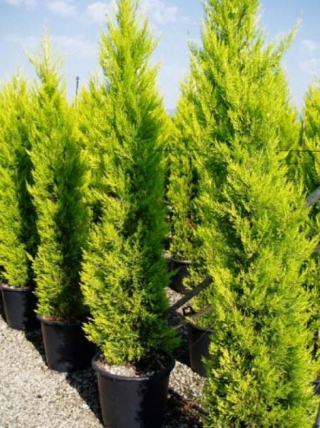 Cupressus macrocarpa 'Goldcrest' / Monterey-Zypresse