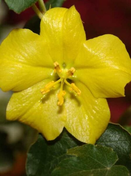Flanellbusch 'California Glory' / Fremontodendron 'California Glory'