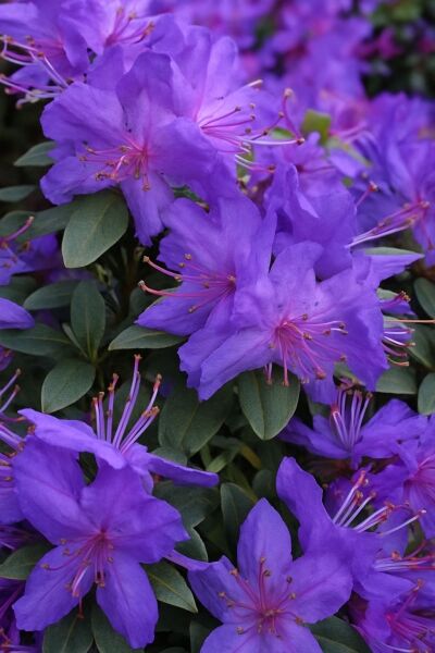 Zwerg-Rhododendron 'Blue Silver' / Zwerg-Rhododendron 'Blue Silver'