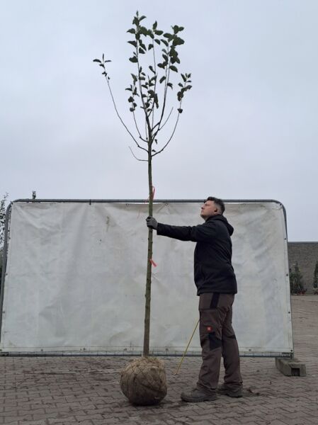 Prunus avium 'Inspecteur Löhnis' / Süßkirsche 'Inspecteur Löhnis' Hochstamm 12-14 StU mit Drahtballen, mehrtriebig im Topfballen.