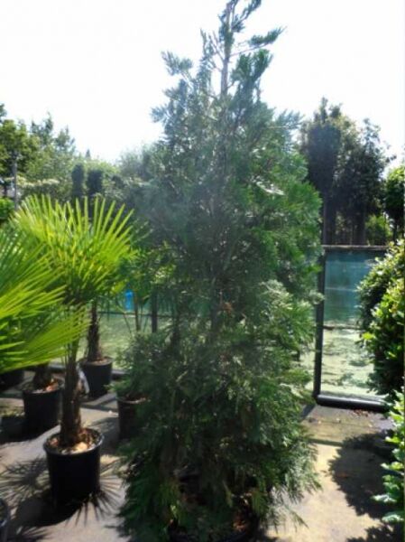 Rauch-Zypresse / Weihrauchzeder / Rauch-Zypresse / Weihrauchzeder