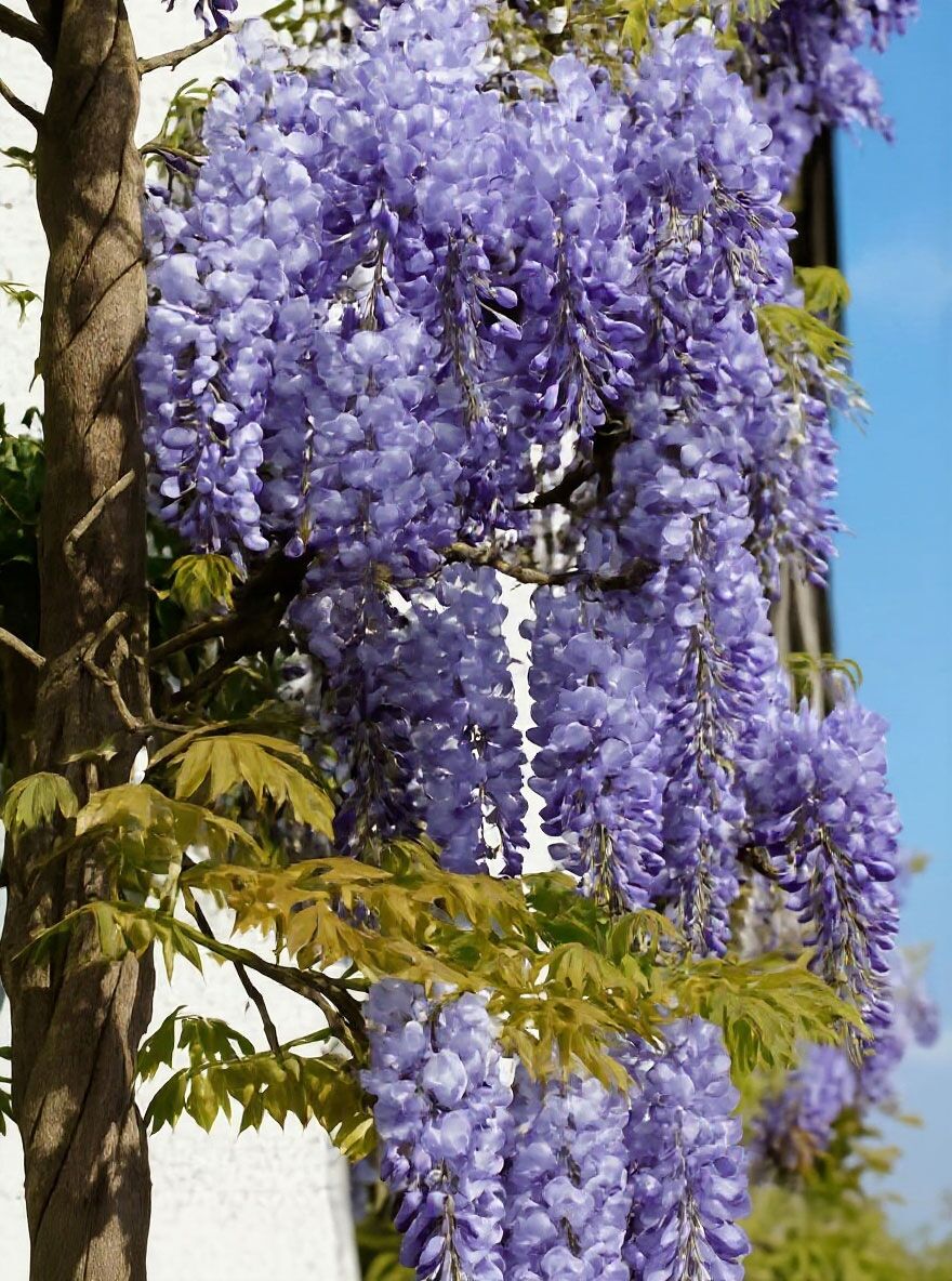 Blauregen - Wisteria sinensis 'Prolific' Dachform/Dachspalier - Baumschule  NewGarden