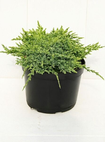 Juniperus squamata 'Holger' / Zwerg-Wacholder 'Holger' 20-30 cm breit, C2-Topf, kompakter immergrüner Nadelstrauch