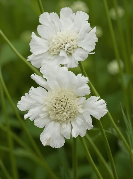 Scabiosa caucasica 'Miss Willmott' / Skabiose 'Miss Willmott' mit zwei weißen Blüten an schlanken Stielen