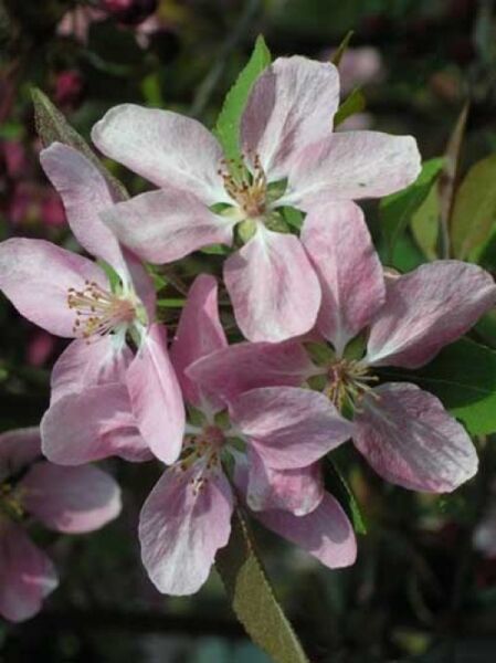 Zierapfel 'Hopa'  / Malus 'Hopa'