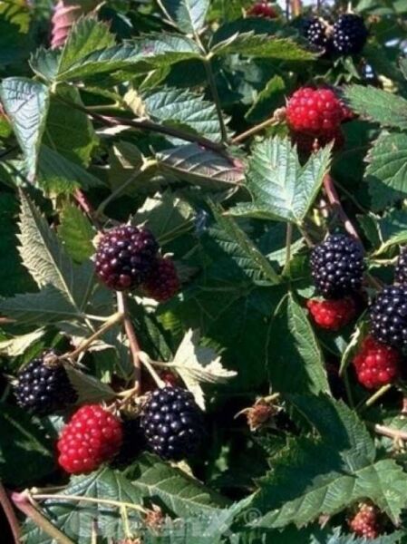 Rubus fruticosus 'Loch Ness' -S- / Brombeere 'Loch Ness'