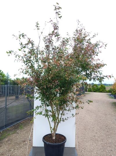Japanischer Fächer-Ahorn Acer palmatum 'Asahi-zuru', mehrstämmiger Baum im Topf, 250–300 cm, C110