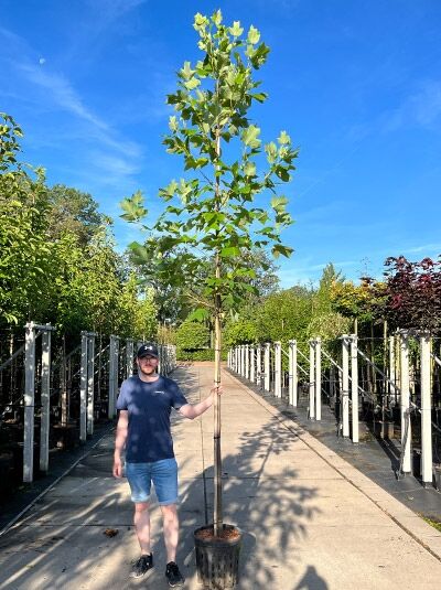 Liriodendron tulipifera / Amerikanischer Tulpenbaum Hochstamm 10-12 StU im Container, junger Baum mit schlankem Stamm und Laubkrone.