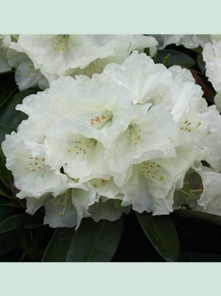 Rhododendron 'Bob Bovee' / Rhododendron yakushimanum 'Bob Bovee'