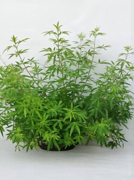 Vitex agnus-castus (Mönchspfeffer) Keuschbaum 80-100 cm C10, buschige Pflanze im Container mit grünem Laub