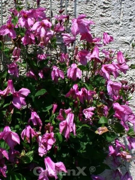 Clematis integrifolia 'Aljonushka' / Stauden-Waldrebe 'Aljonushka'