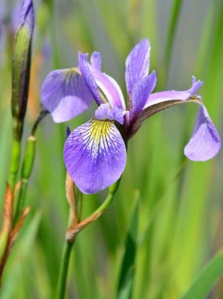 Iris versicolor / Sumpfiris / Blaue Sumpf-Schwertlilie
