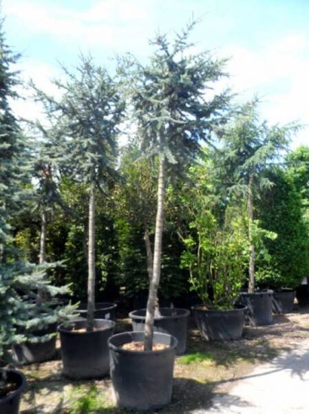 Cedrus libani 'Glauca' Blaue Libanon-Zeder, Hochstamm 20-25 StU, im Container mit blaugrünen Nadeln und geradem Stamm.