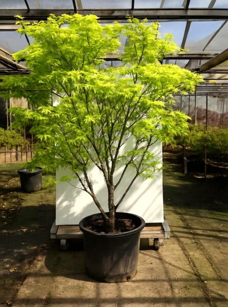 Japanischer Fächer-Ahorn 'Reticulatum' / Netzahorn 'Reticulatum' / Japanischer Fächer-Ahorn 'Reticulatum' / Netzahorn 'Reticulatum'