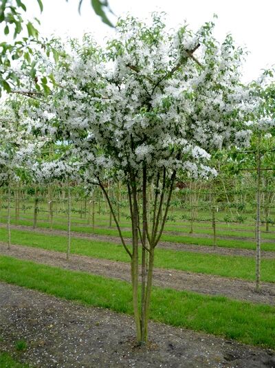 Malus toringo / Zierapfel toringo 'Schirmform'