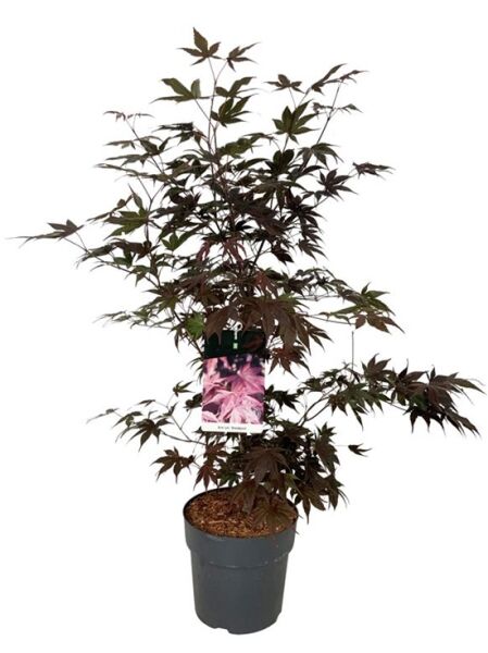 Japanischer Blut-Ahorn / Fächerahorn 'Bloodgood' / Acer palmatum 'Bloodgood'