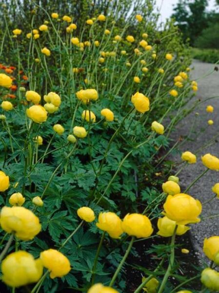 Trollius x cultorum 'Lemon Queen' / Trollblume 'Lemon Queen' mit gelben, kugeligen Blüten an aufrechten Stielen und grünem Laub