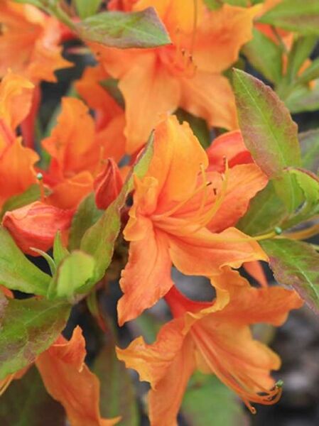 Laubabwerfende Azalee 'Stonewall Jackson' / Azalea austrinum 'Stonewall Jackson'