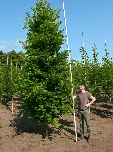 Quercus robur 'Fastigiata', Säulen-Eiche/Pyramiden-Eiche, 500-600 cm m. Db., schlanker Baum mit dichtem, aufrechtem Wuchs
