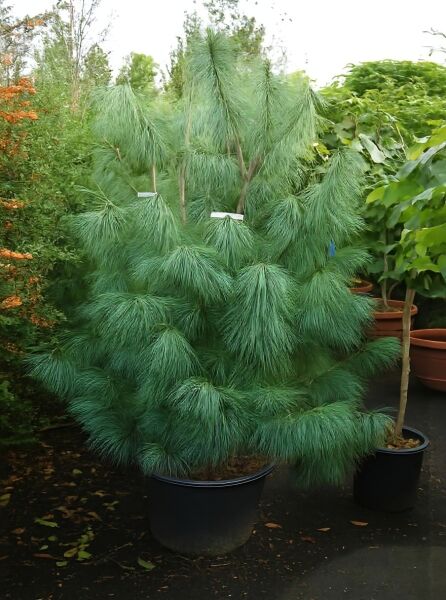 Pinus wallichiana (Tränen-Kiefer) 150–175 cm, C35, Nadelgehölz im Container mit langen, weichen Nadeln und hängenden Trieben.