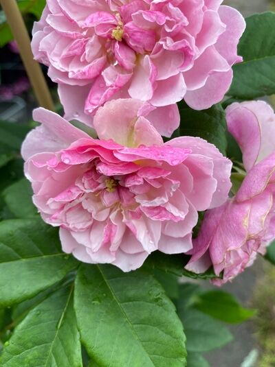 Rosa 'Romantic Siluetta'® / Kletterrose 'Romantic Siluetta'® mit gefüllten rosa Blüten und grünen Blättern