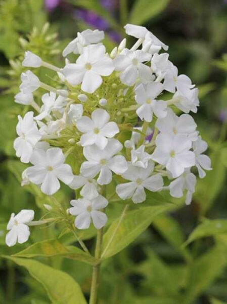 Sommer-Phlox, Hohe Flammenblume 'Fujiyama' / Phlox paniculata 'Fujiyama'
